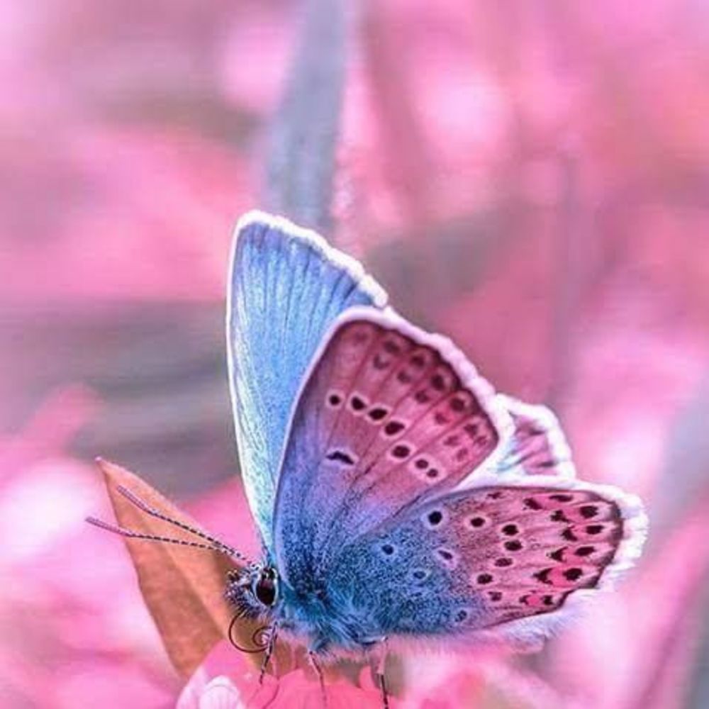 Meet your Posher, Jessiemay